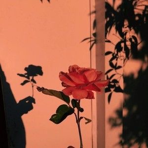 Meet your Posher, Anabel